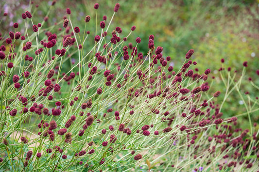 Sanguisorba "Tanna"