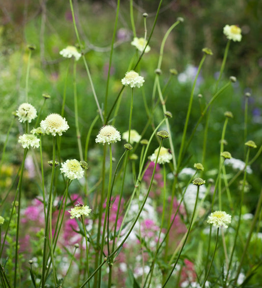 Tatarian cephalaria (Giant Scabious)