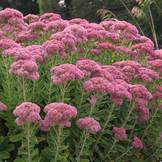 Sedum spectabile "Autumn Joy"