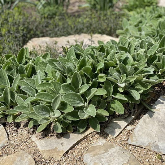 Stachys (Lamb's Ears) "Big Ears"