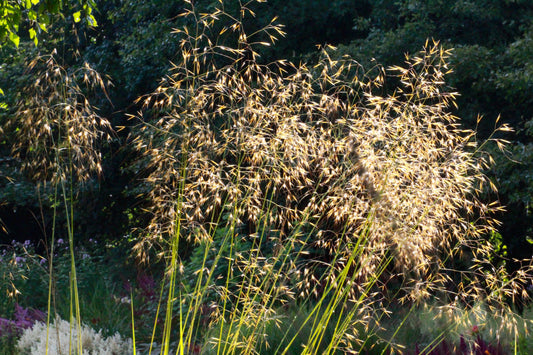 Stipa gigantea
