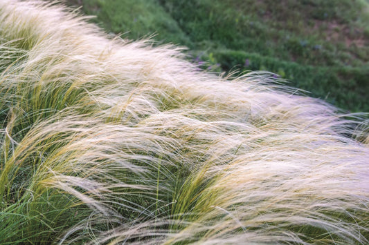Stipa tenuissima