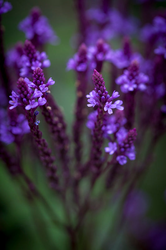 Verbena Hastata "Blue Spires"