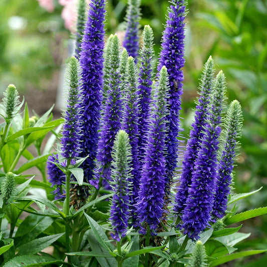 Veronica "Ulster Blue Dwarf"