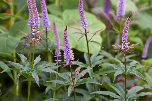 Veronicastrum "Cupid"