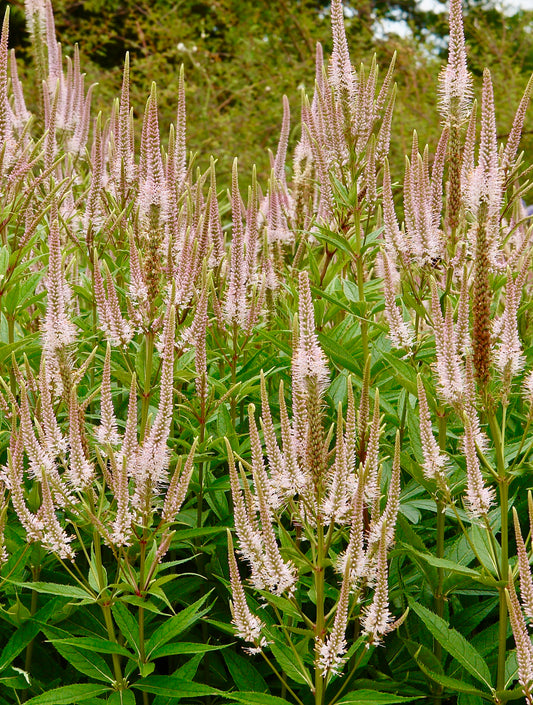 Veronicastrum "Pink Glow"